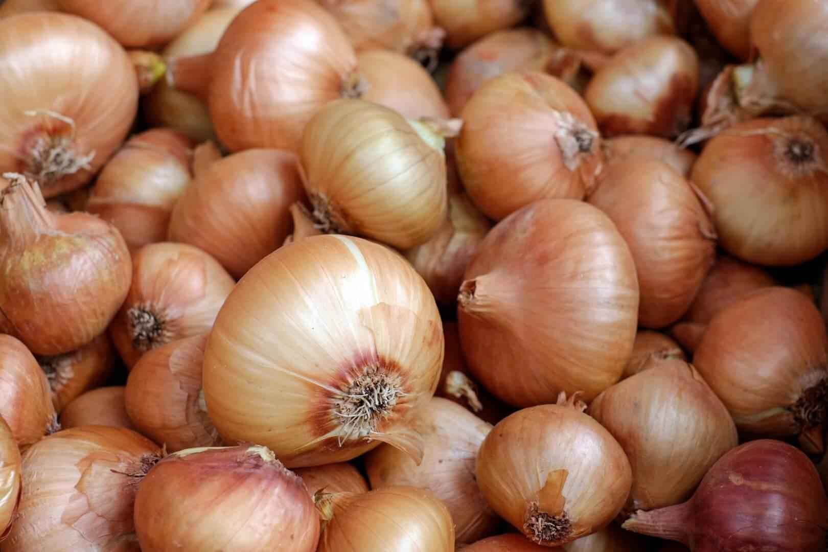 Onion - NamoMonk