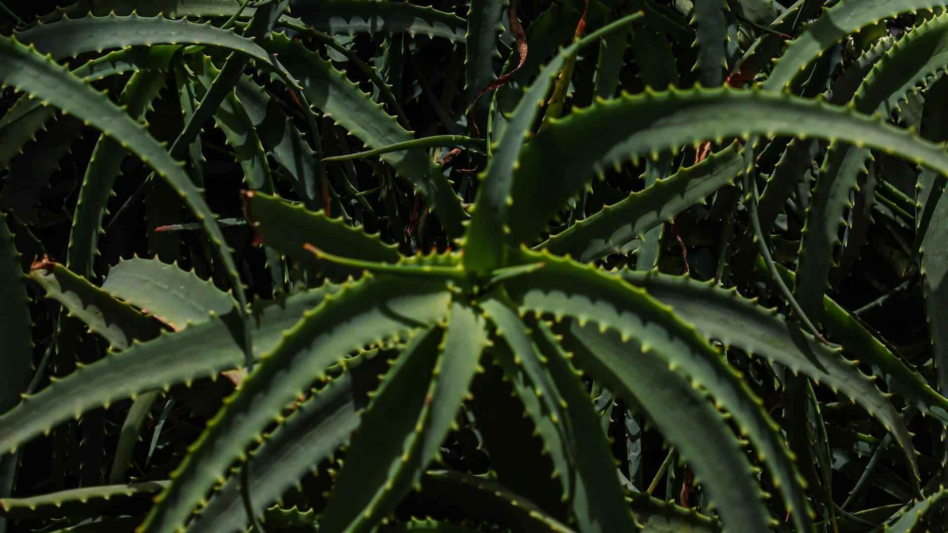 Aloe Vera - NamoMonk