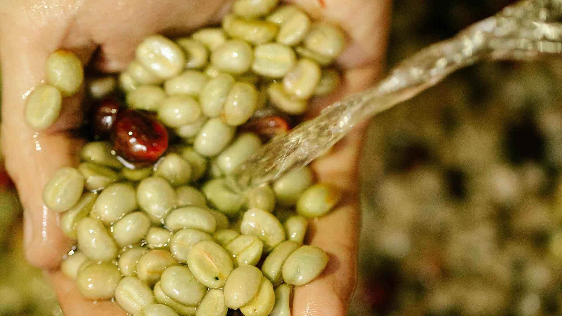 Green Coffee - NamoMonk