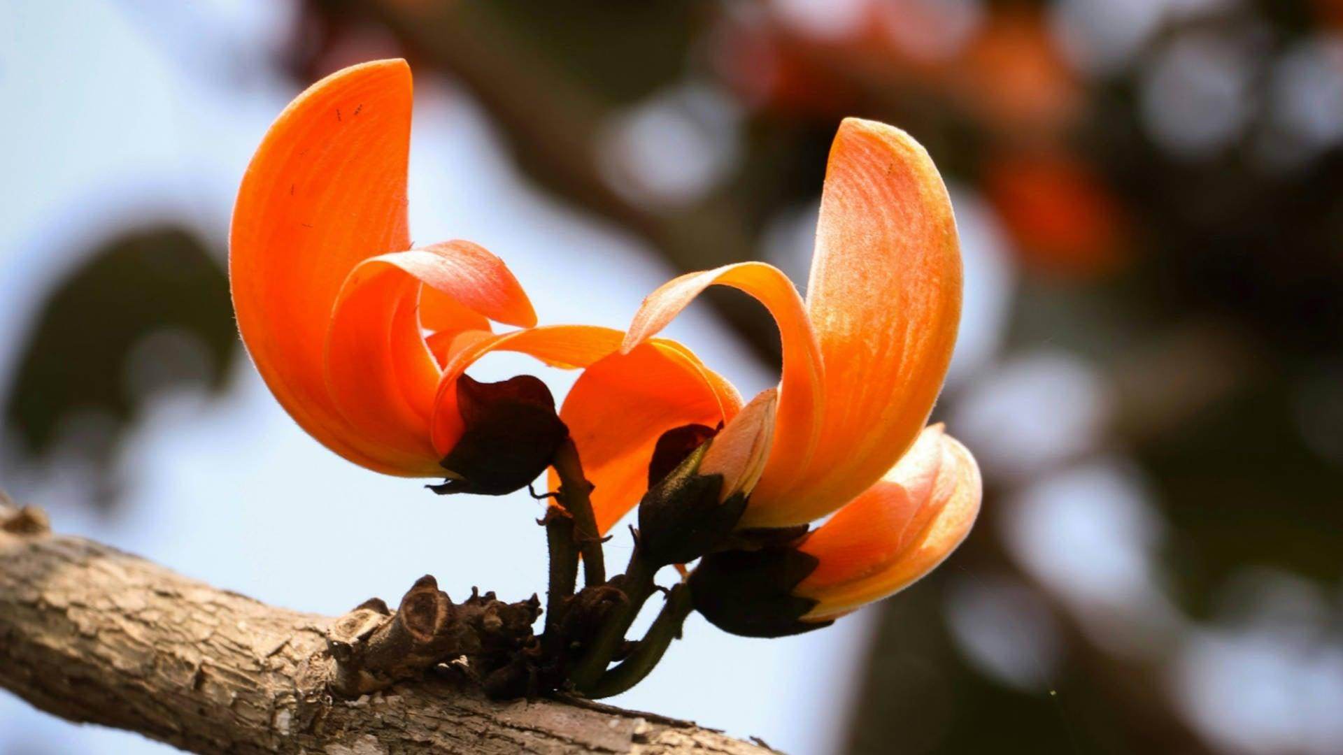 Sacred Tree (Palash) - NamoMonk