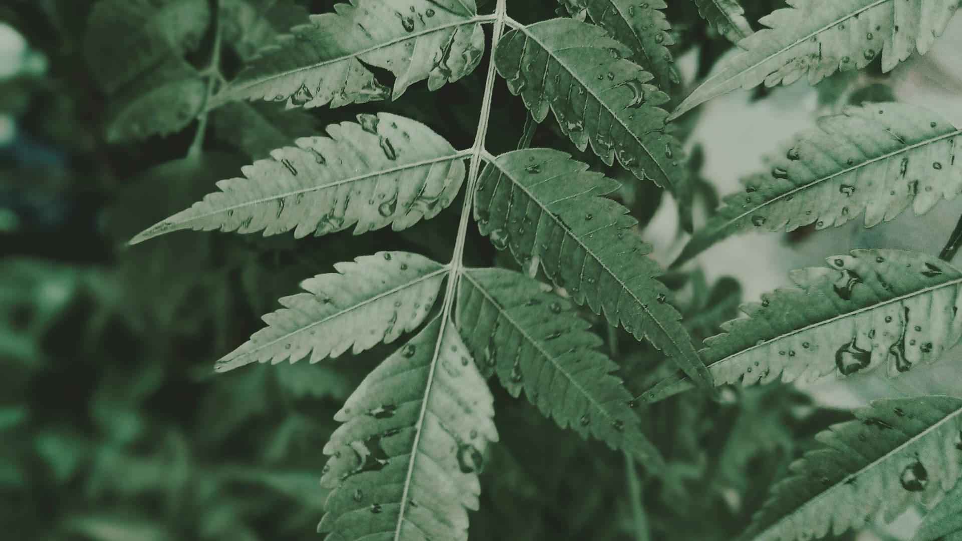 Neem - NamoMonk