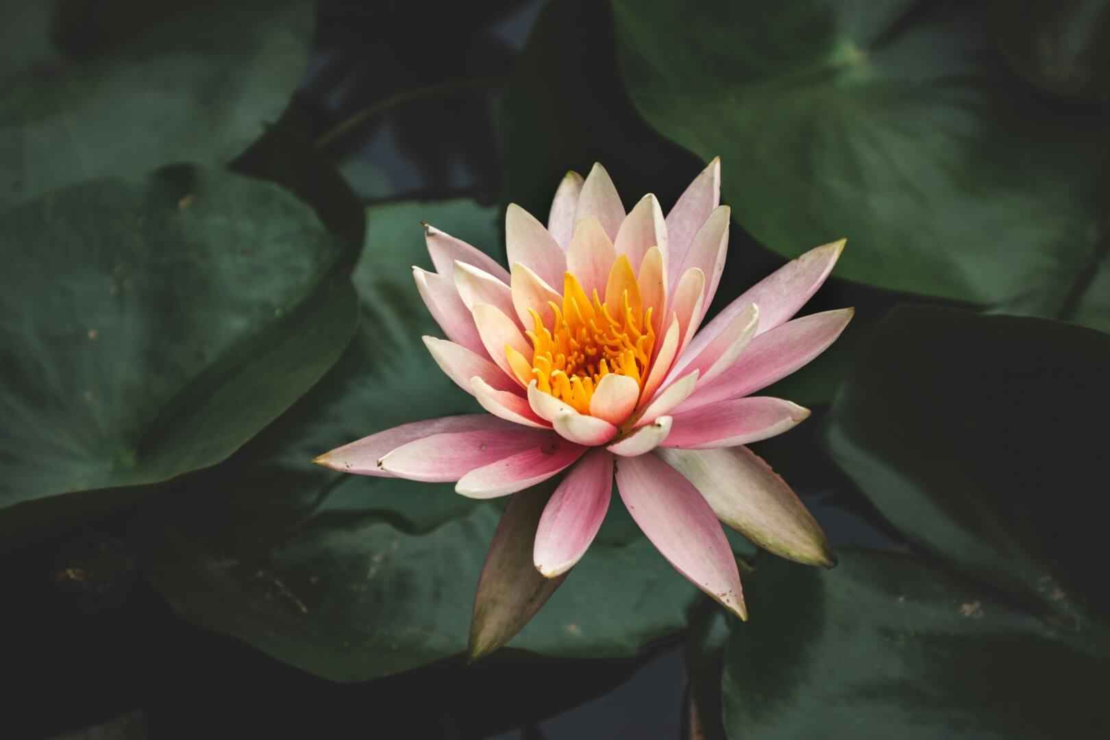 Water Lily - NamoMonk