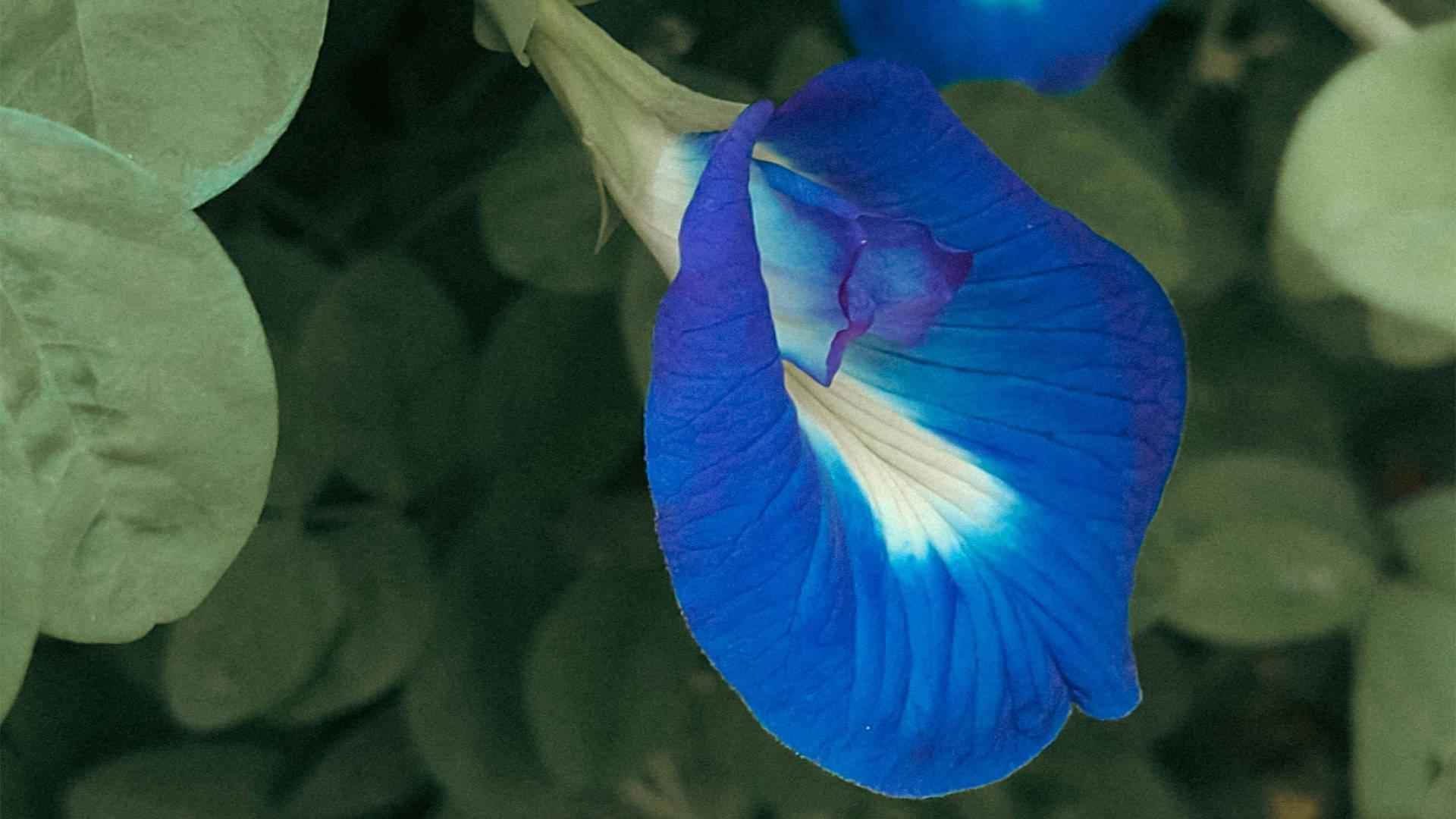 Blue Pea - NamoMonk