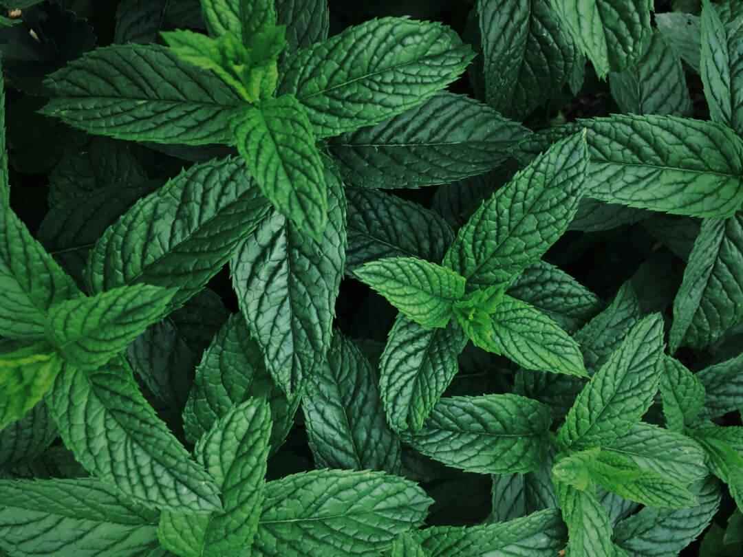 Spearmint - NamoMonk