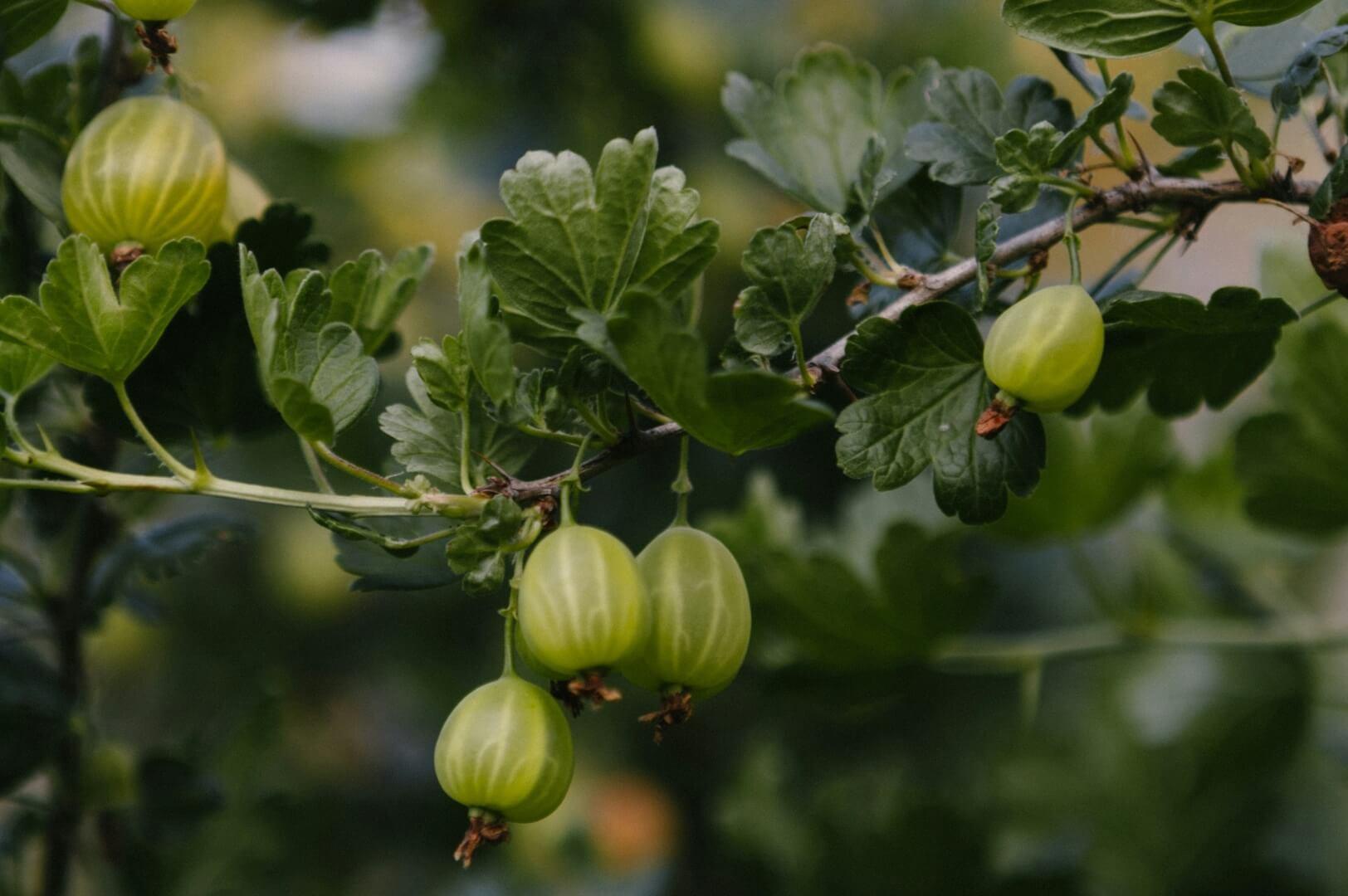Indian gooseberry - NamoMonk