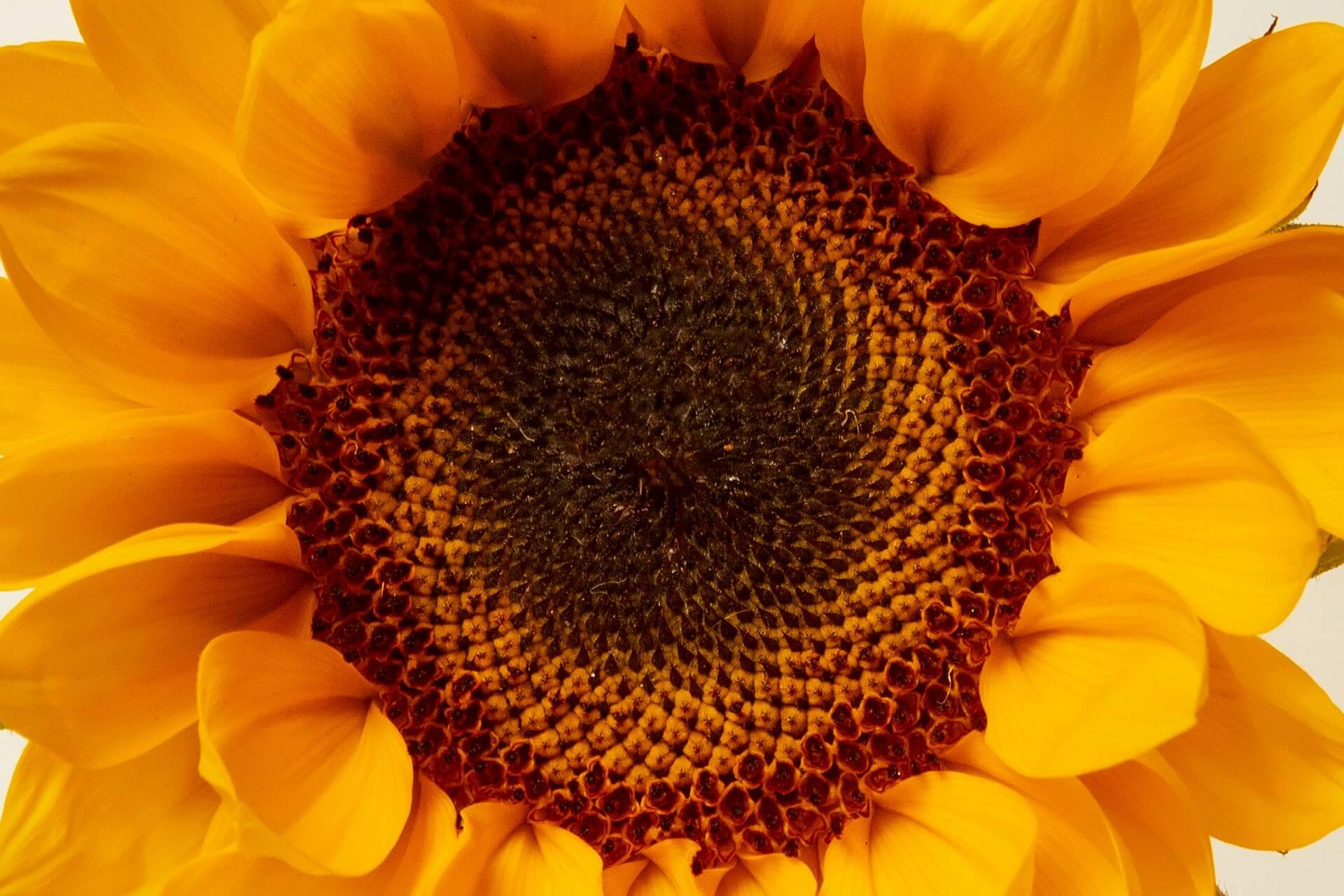 Sun Flower - NamoMonk