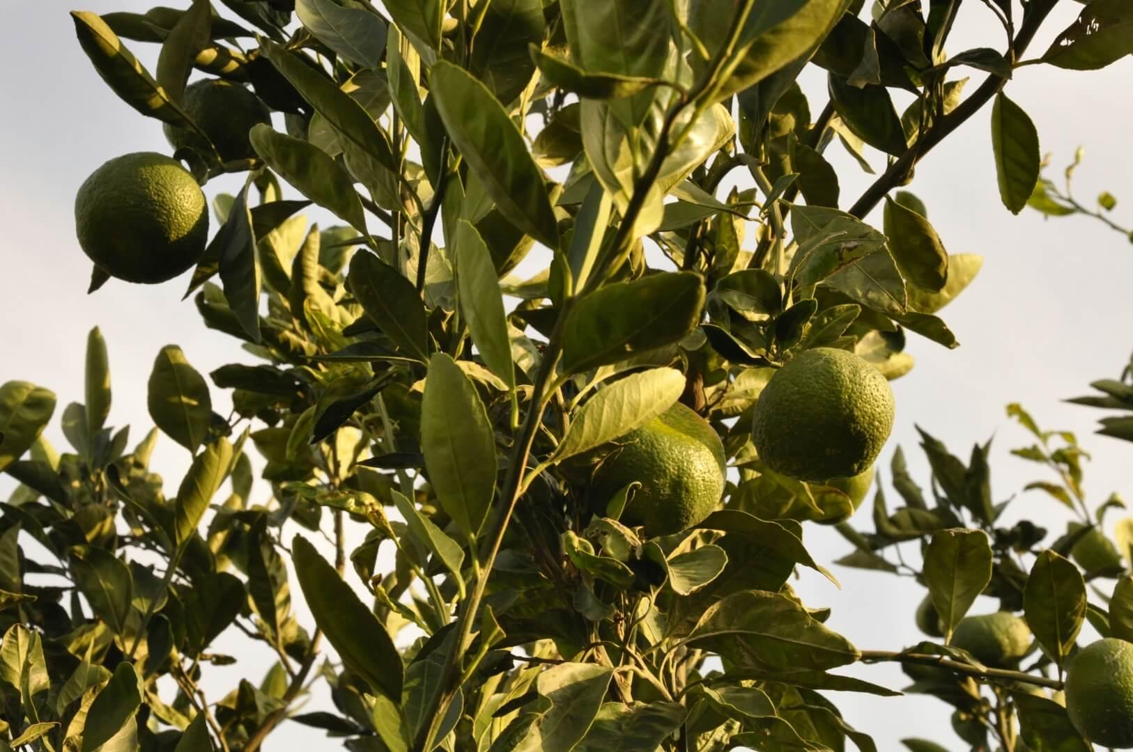 Lime - NamoMonk