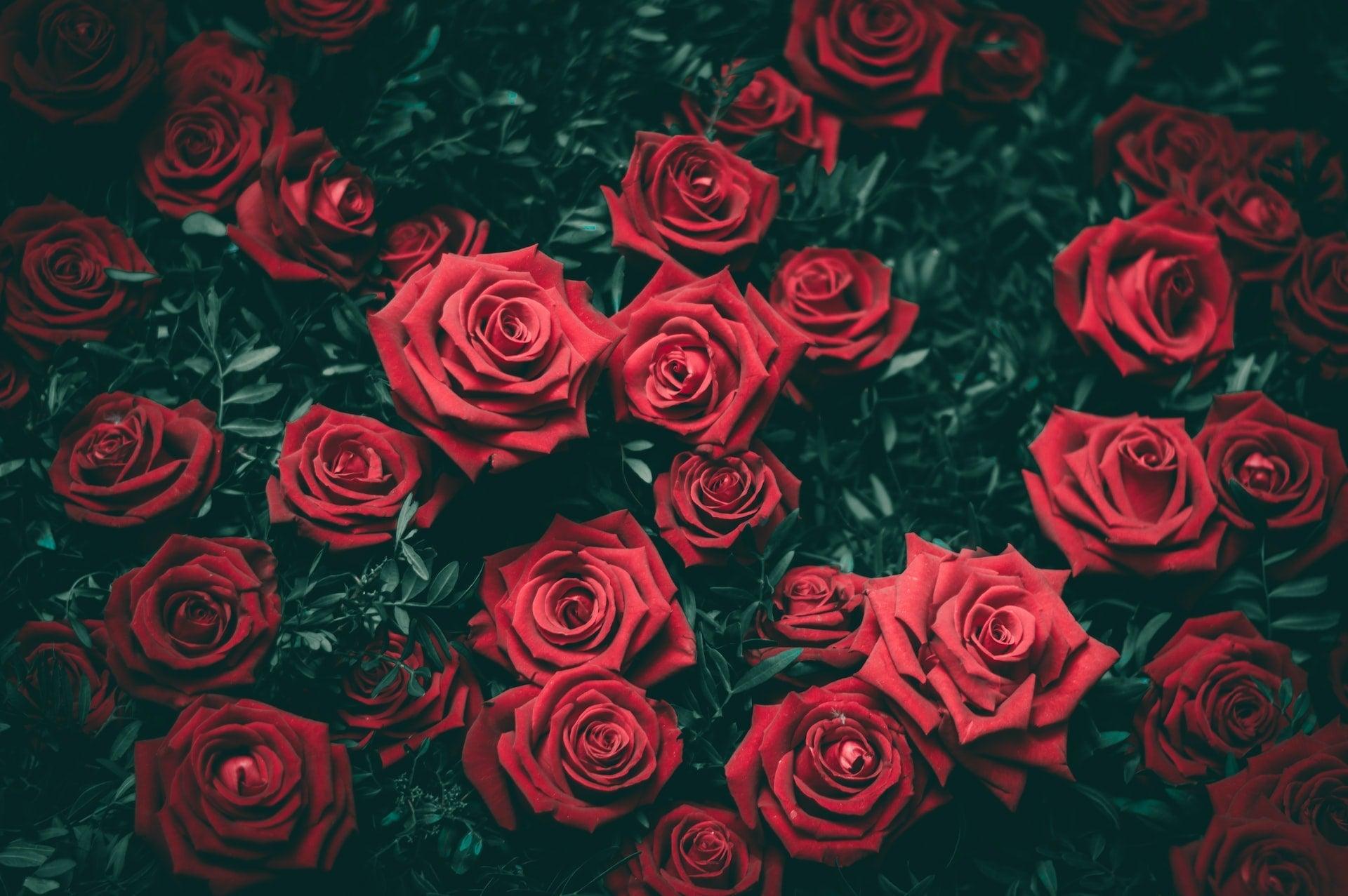 Rose - NamoMonk
