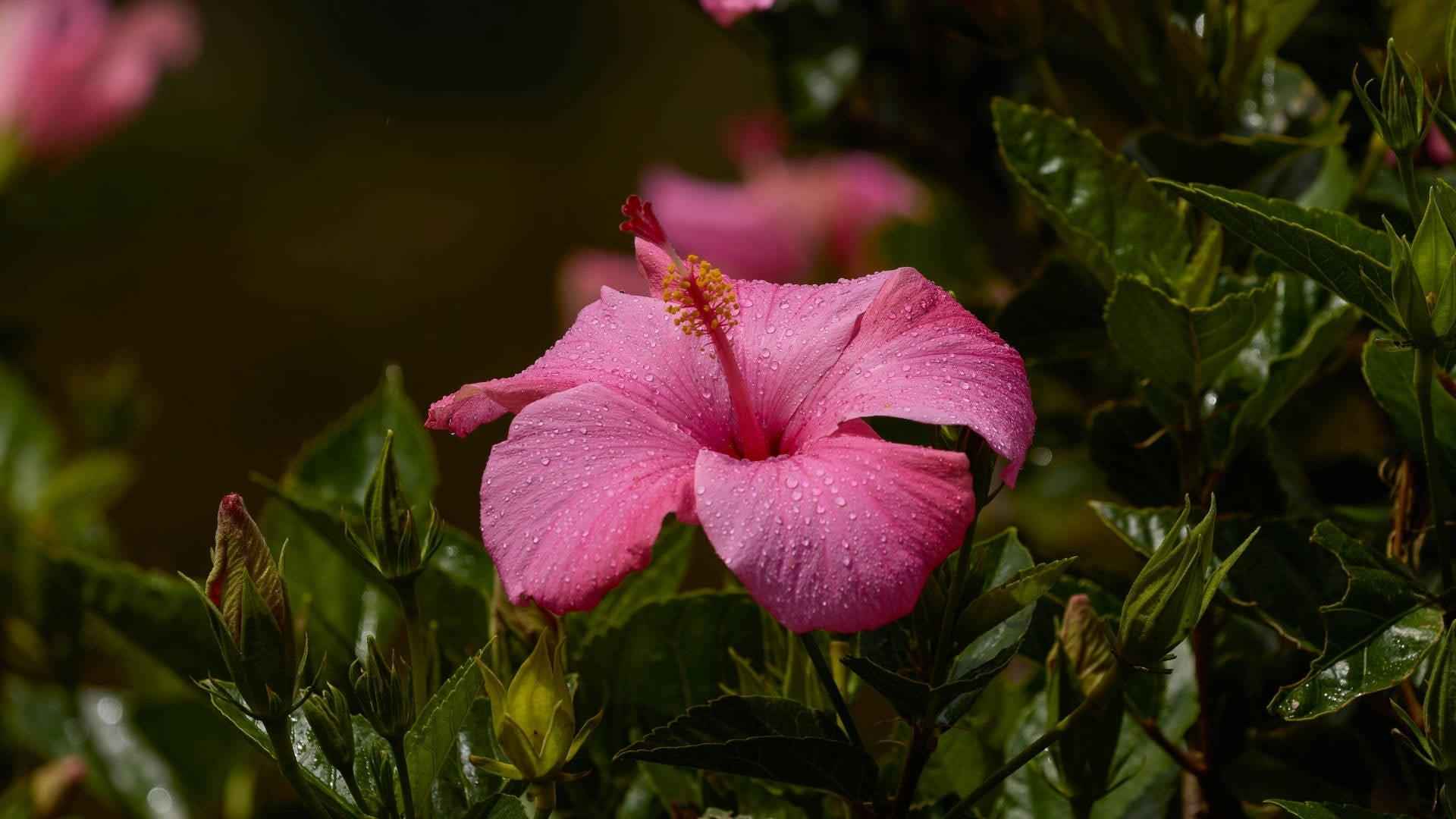 Hibiscus - NamoMonk