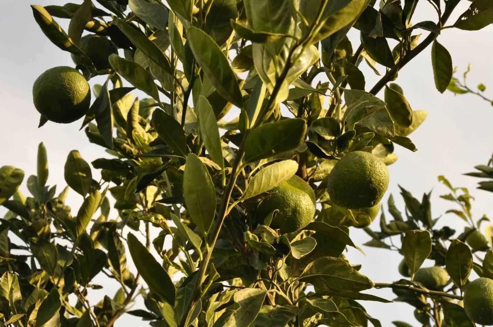 Lime - NamoMonk