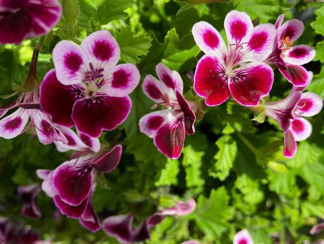 Geranium - NamoMonk