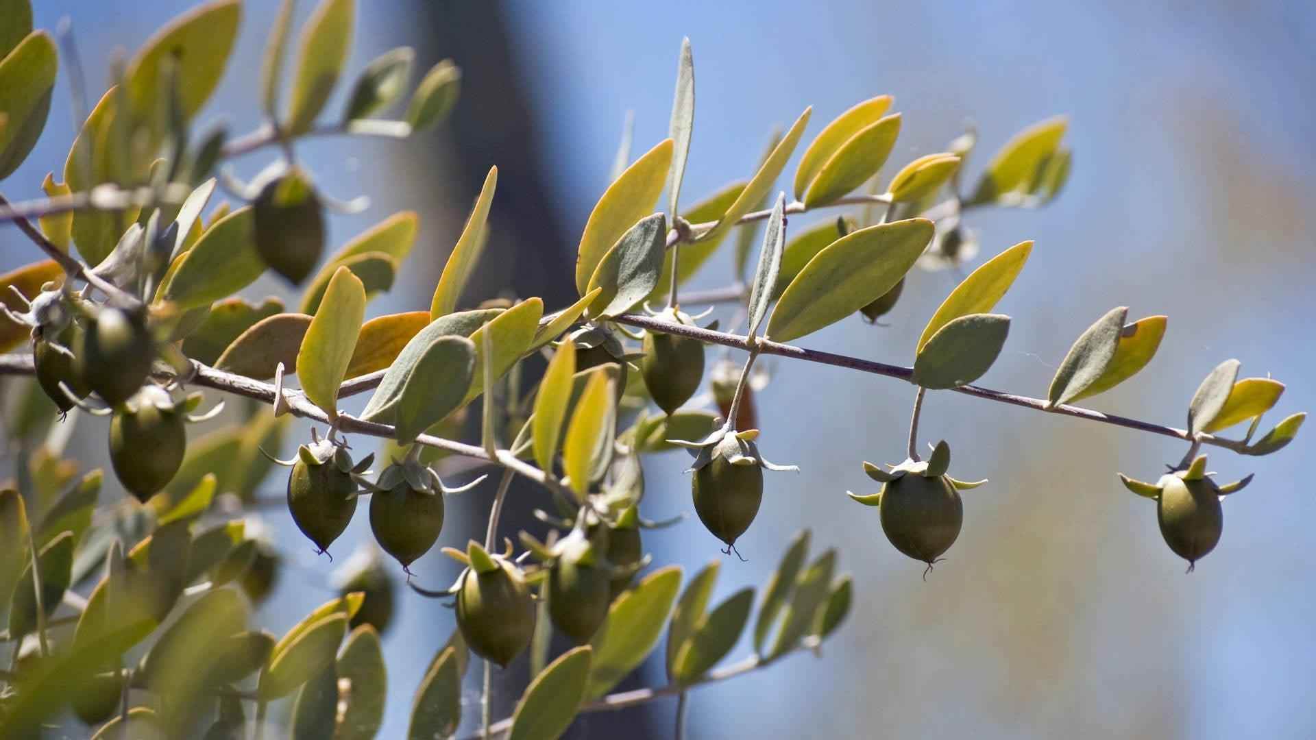 Jojoba - NamoMonk