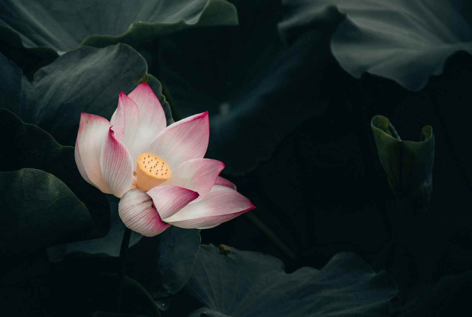 Lotus - NamoMonk