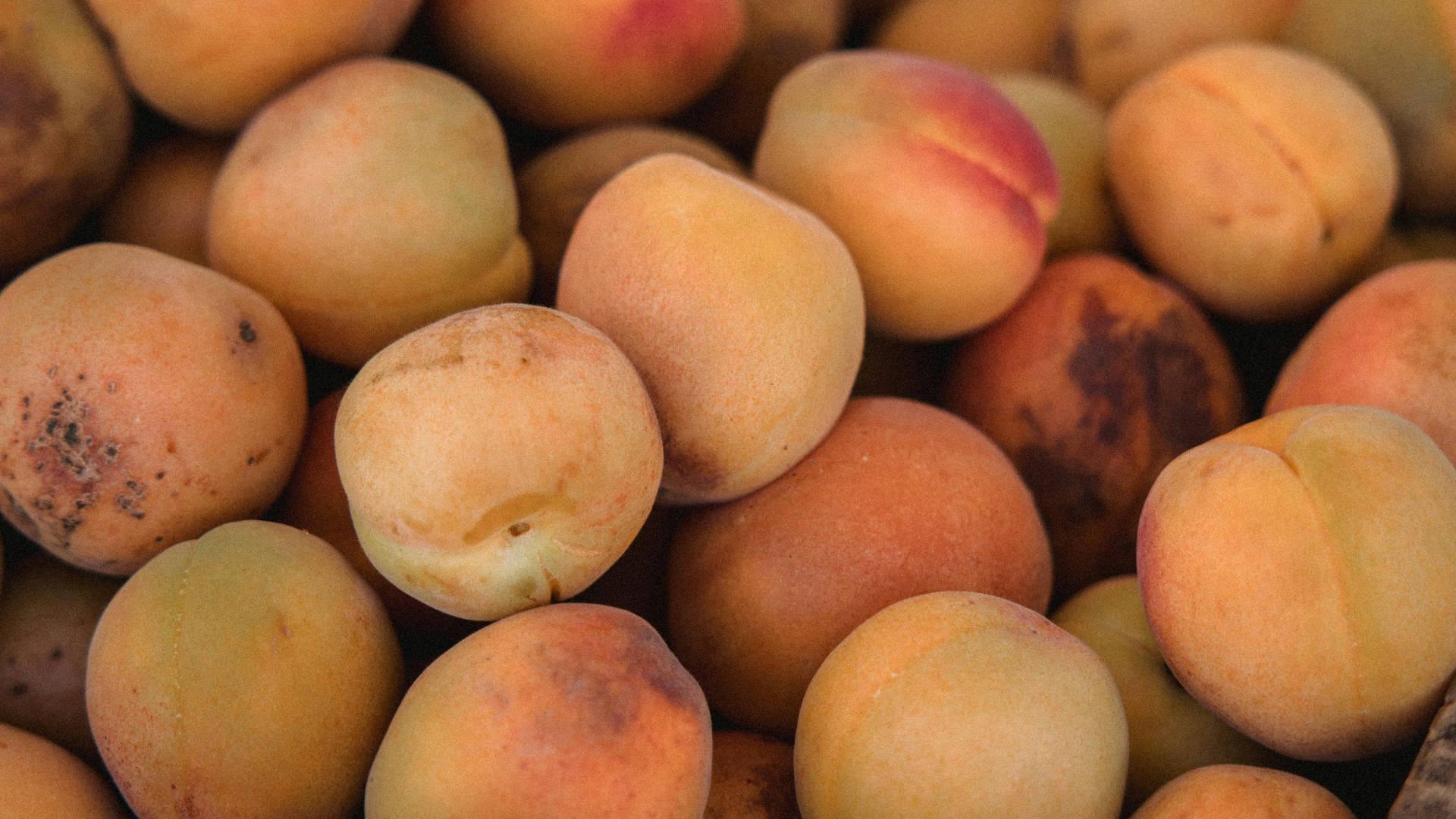 Apricot - NamoMonk