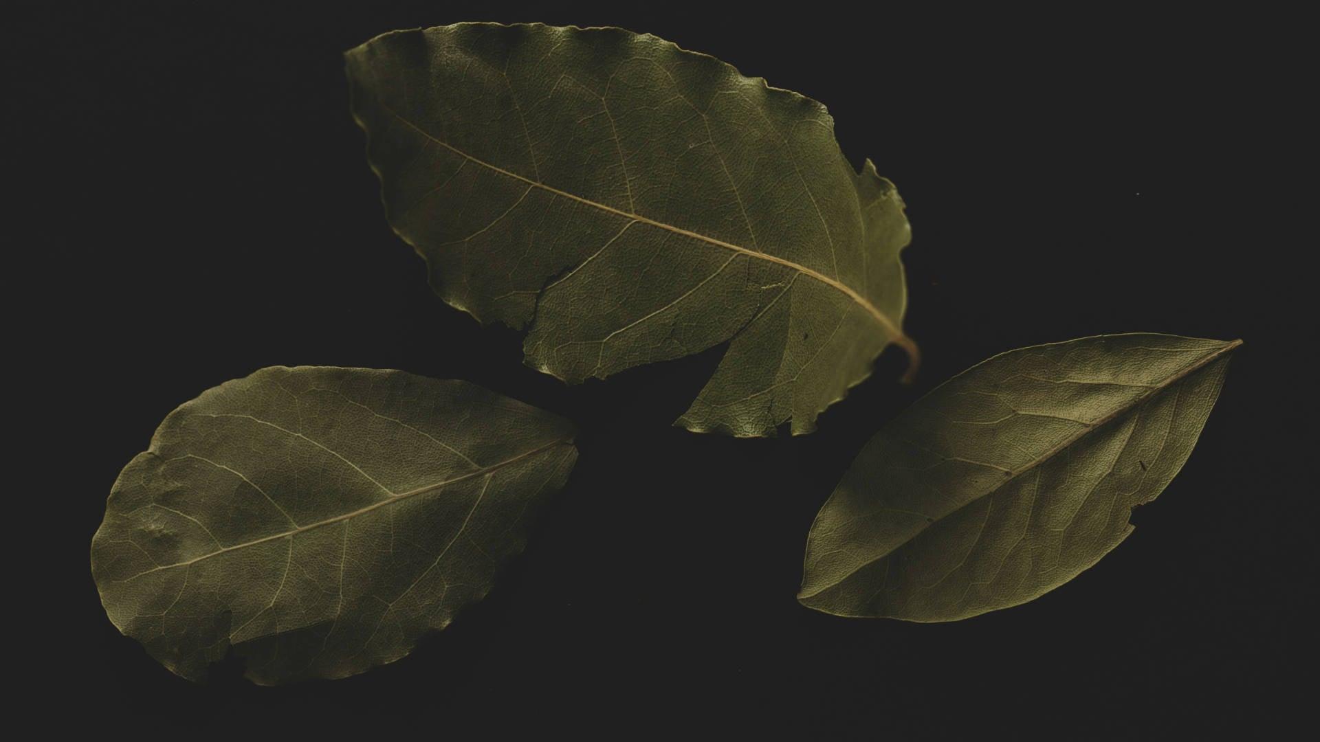 Bay Leaf - NamoMonk