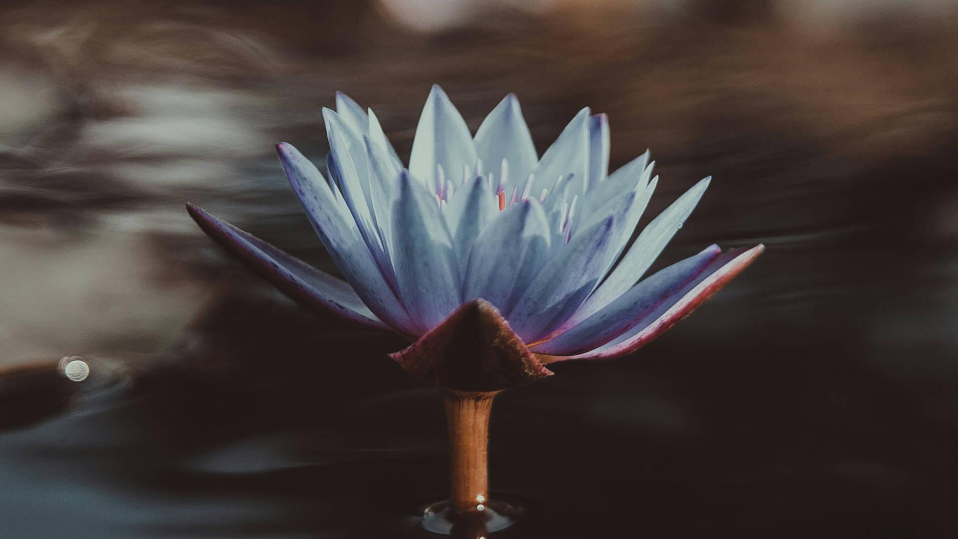 Blue Lotus - NamoMonk