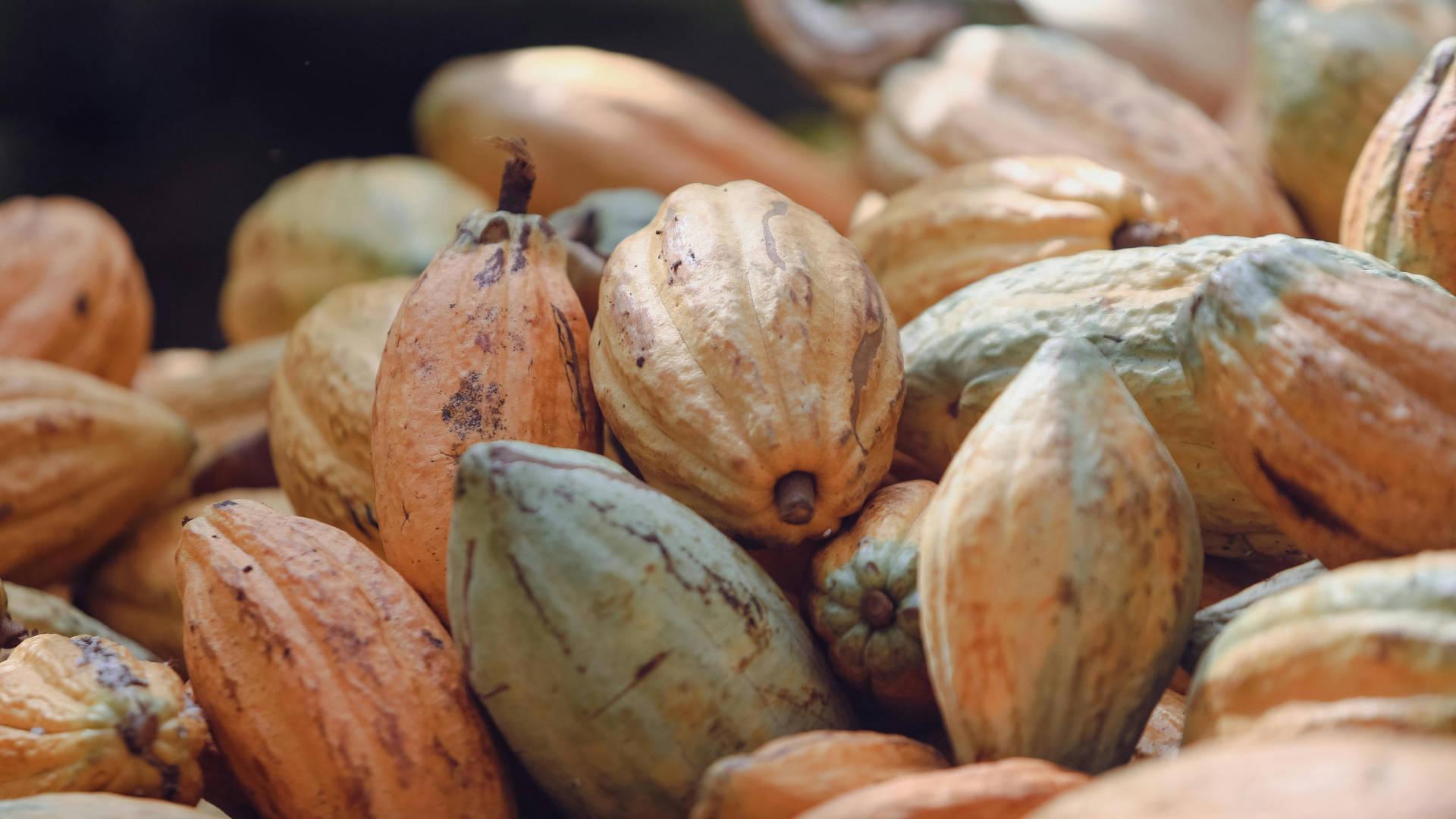 Cocoa Butter - NamoMonk