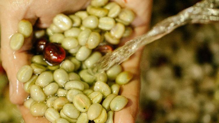 Green Coffee