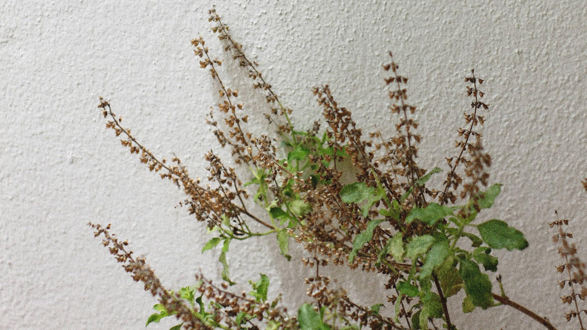 Holy Basil (Tulsi) - NamoMonk