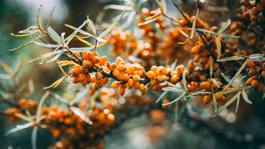 Sea Buckthorn