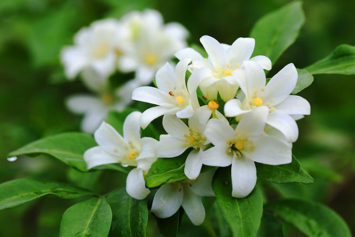 Jasmine - NamoMonk
