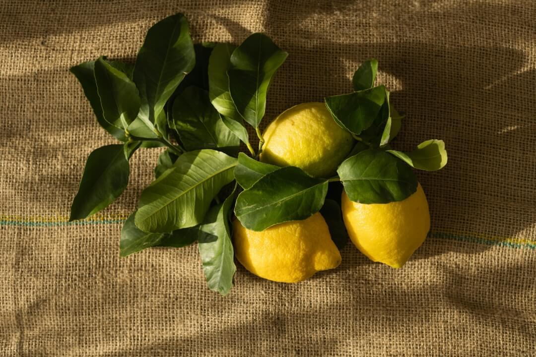 Lemon - NamoMonk
