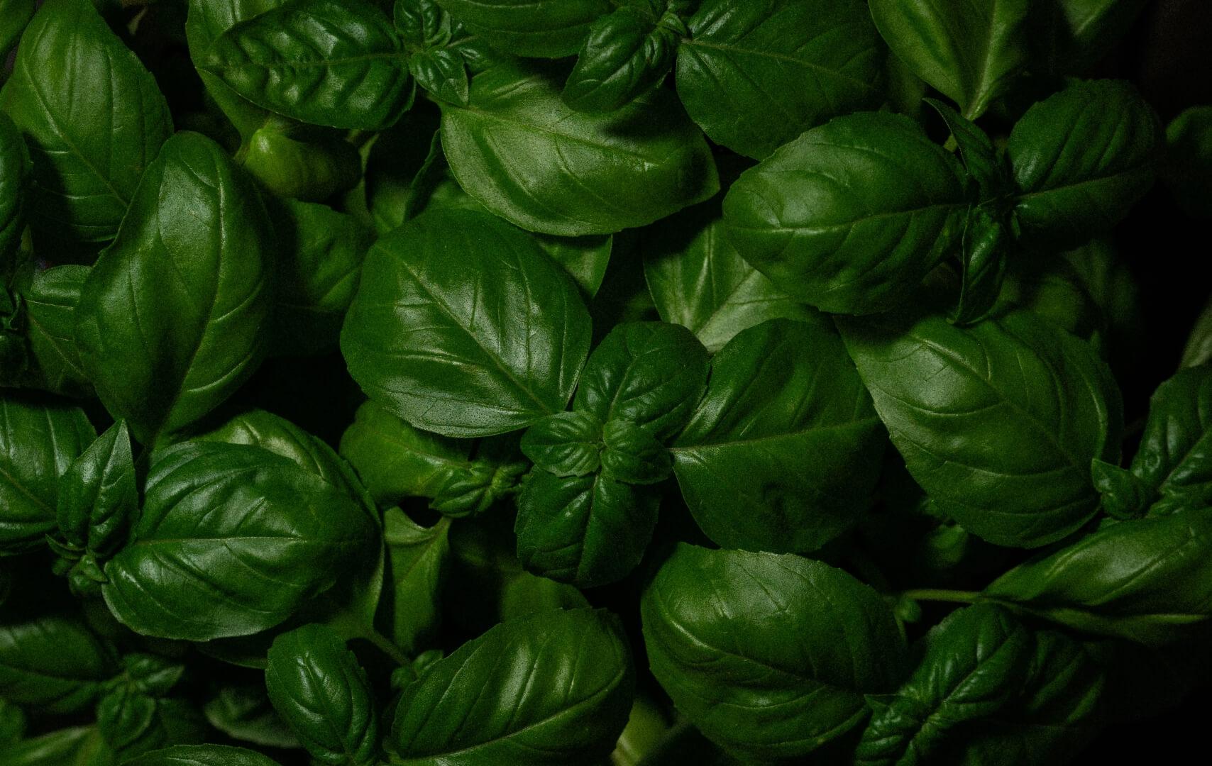 Sweet Basil - NamoMonk