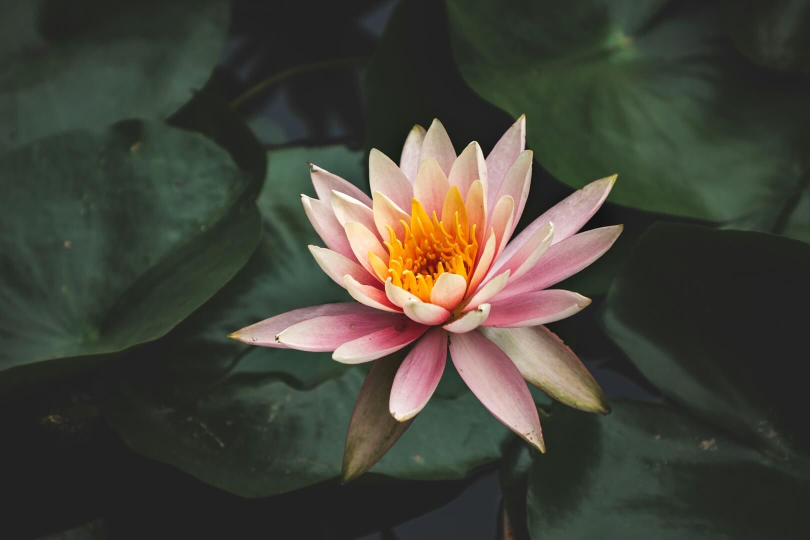 Water Lily - NamoMonk