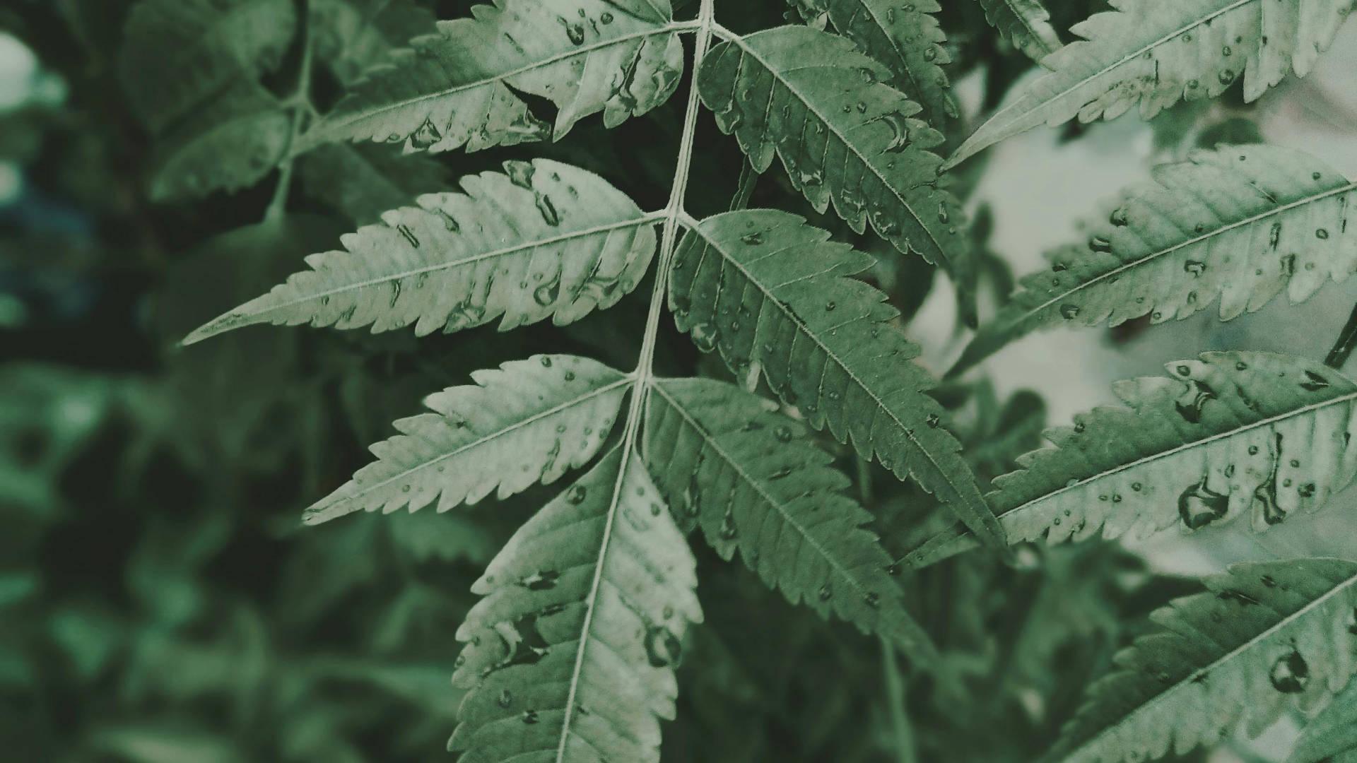 Neem - NamoMonk