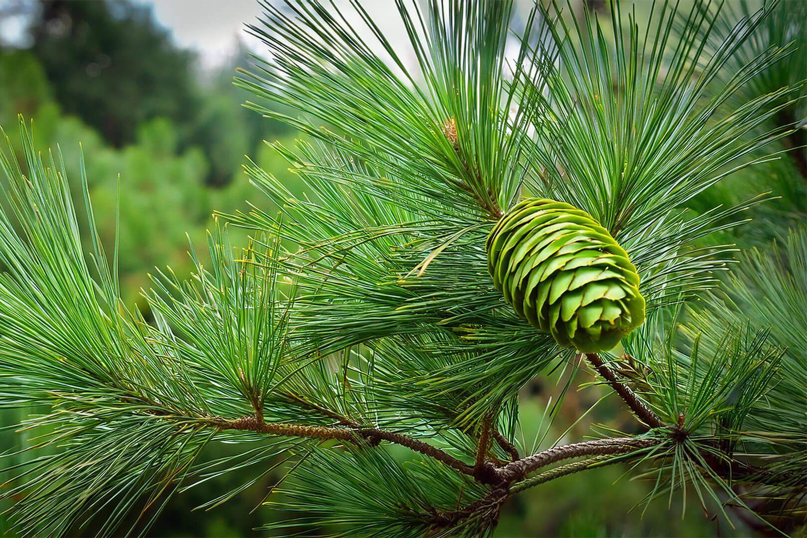 Cedarwood - NamoMonk