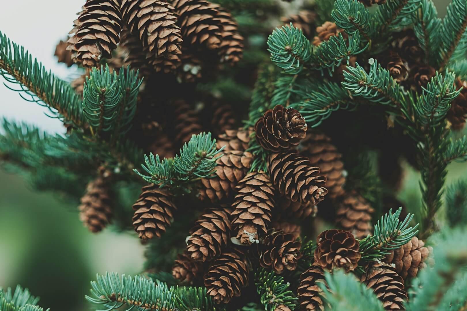 Pine - NamoMonk