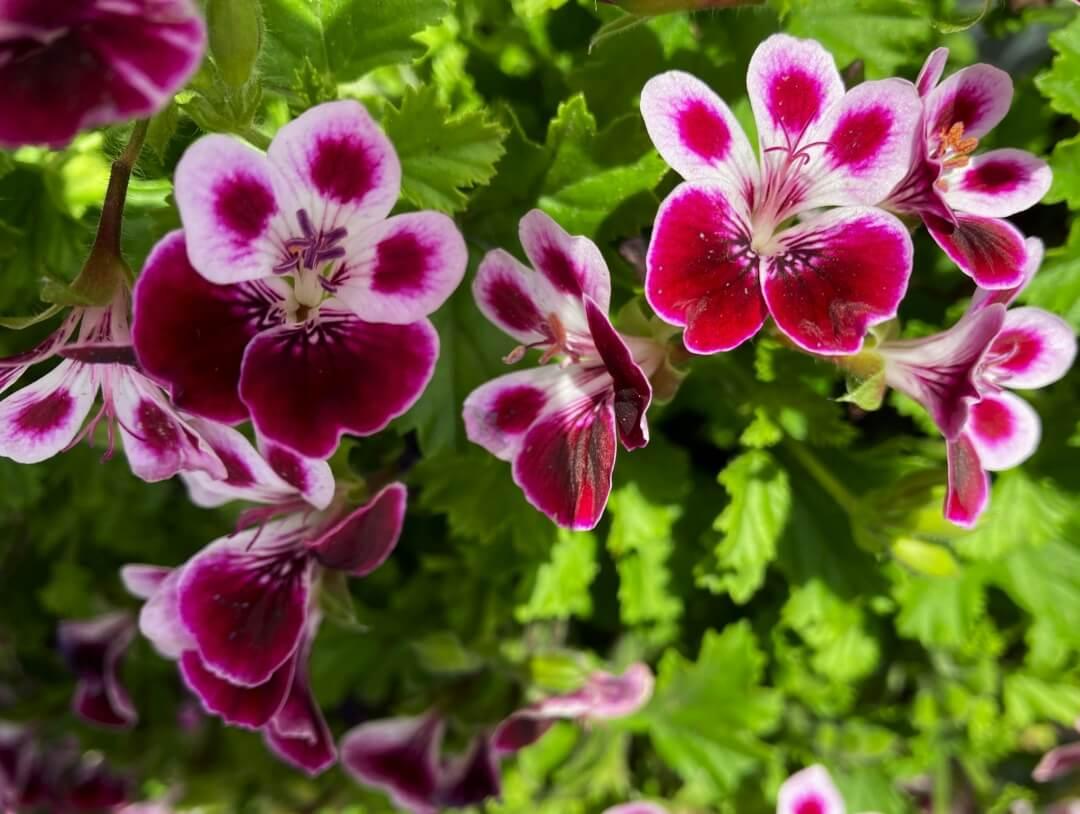 Geranium - NamoMonk
