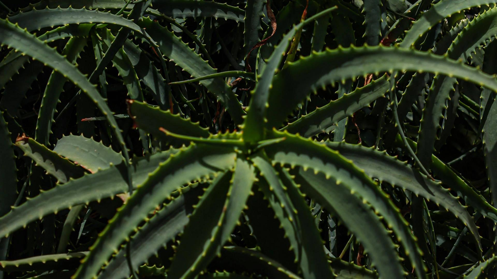 Aloe Vera - NamoMonk