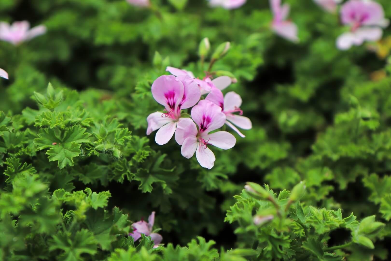 Citronella - NamoMonk