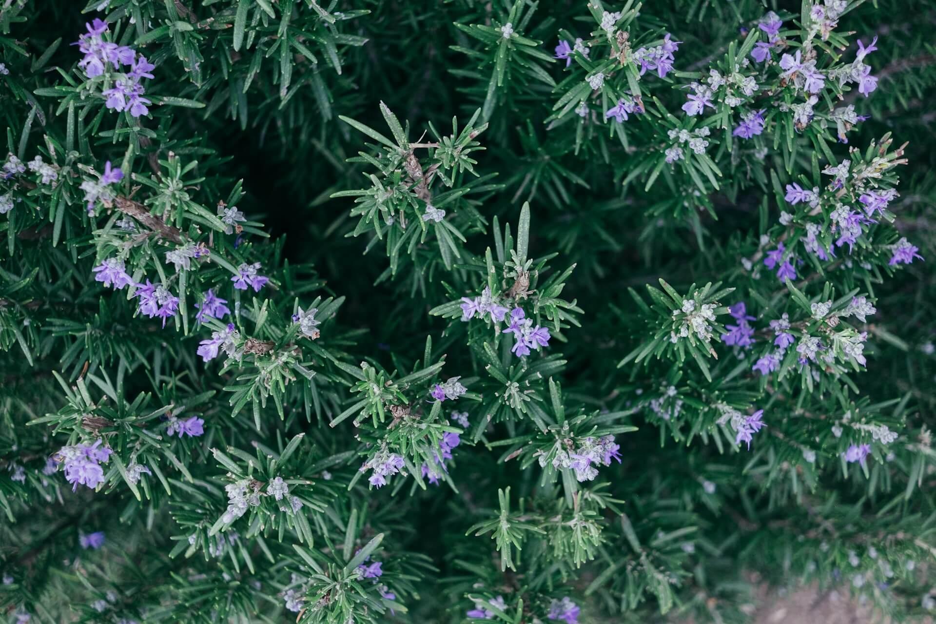 Rosemary - NamoMonk