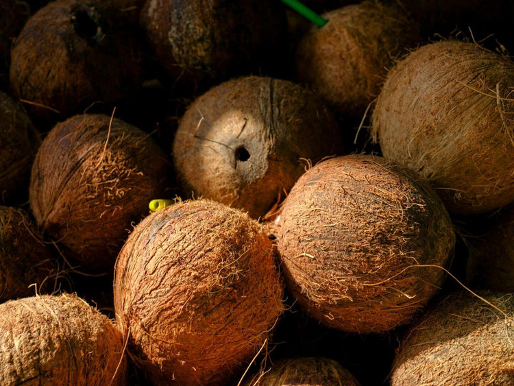 Coconut - NamoMonk