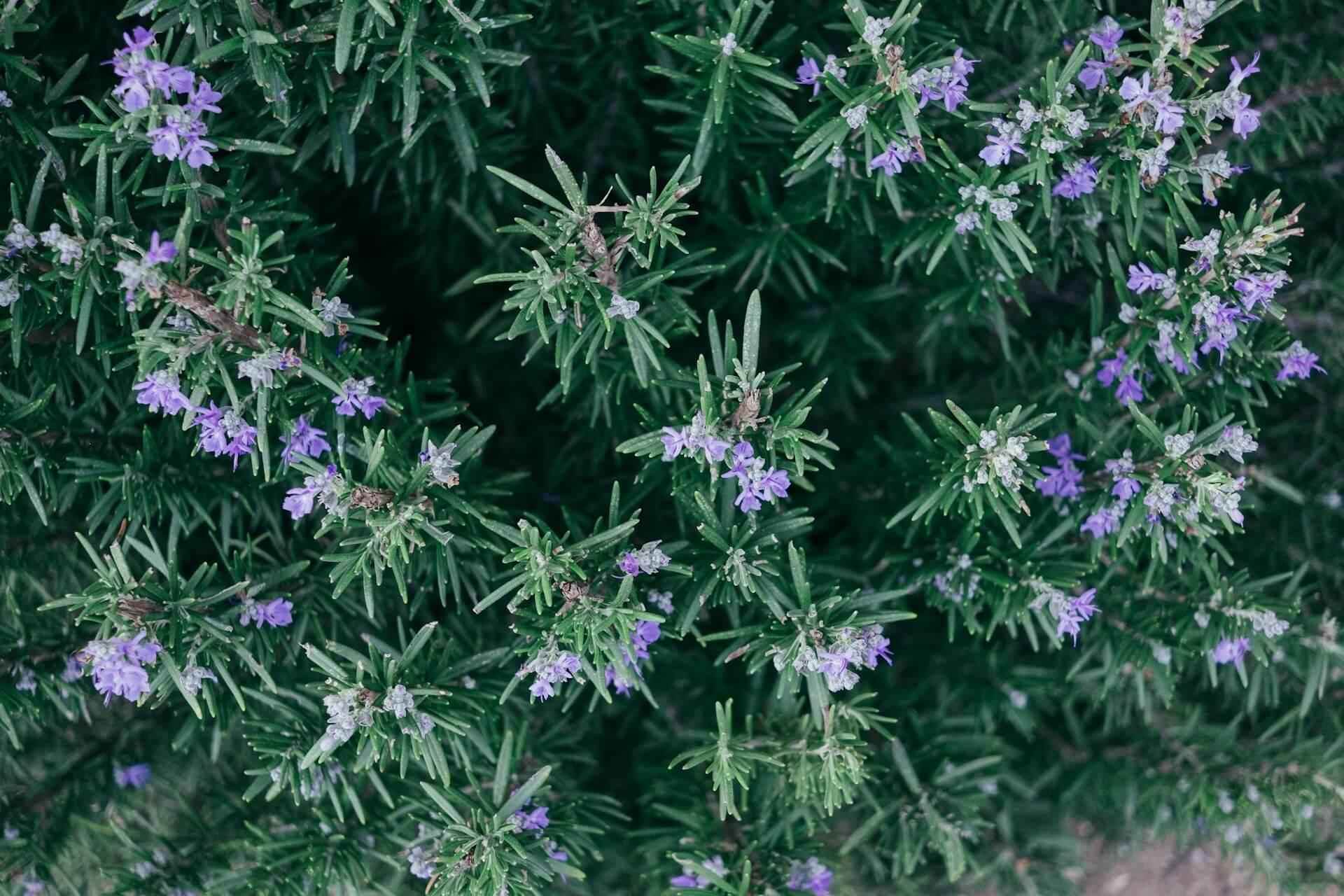 Rosemary - NamoMonk