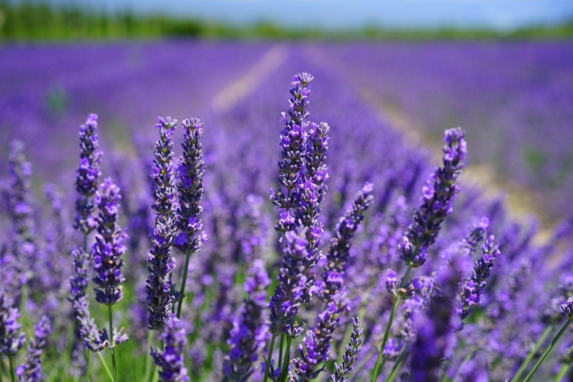 Lavender - NamoMonk