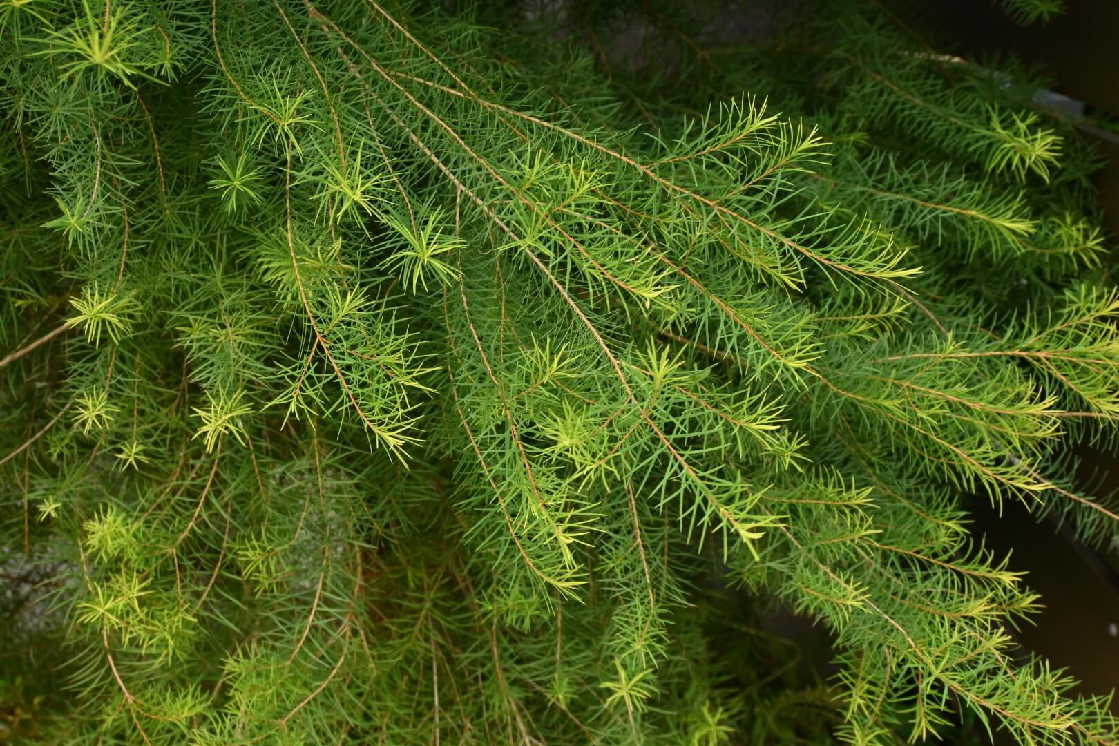 Tea Tree - NamoMonk