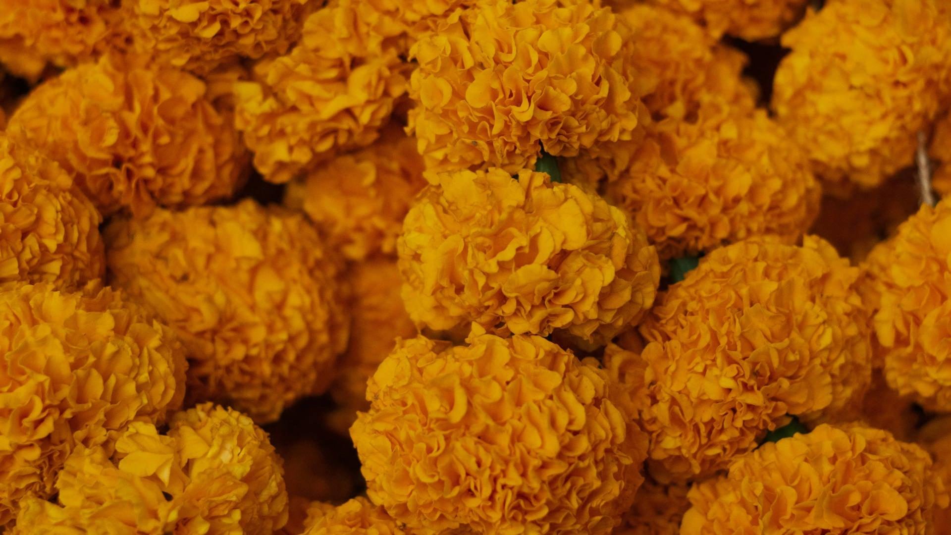 Marigold - NamoMonk