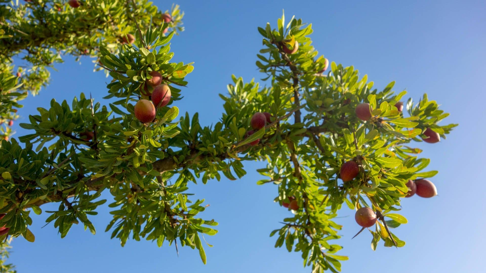 Argan - NamoMonk