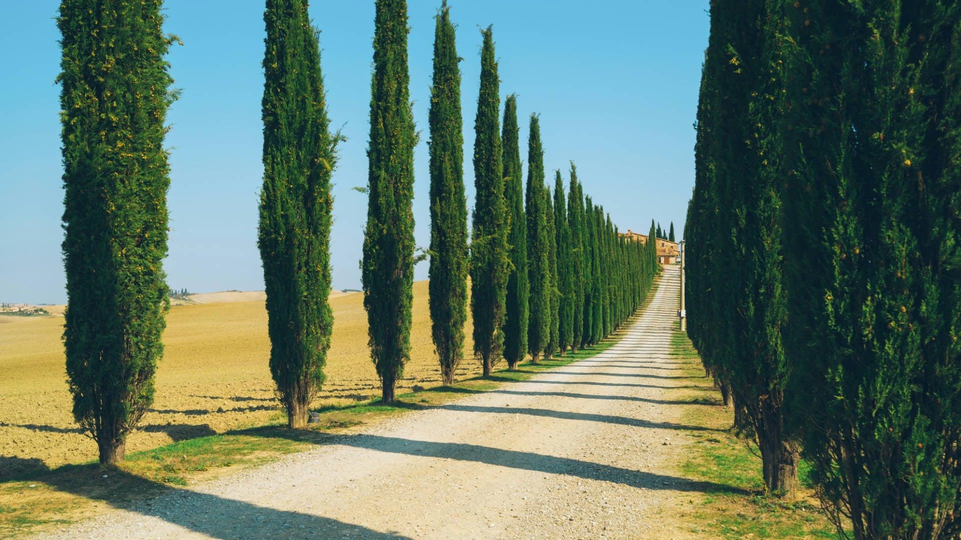 Cypress - NamoMonk