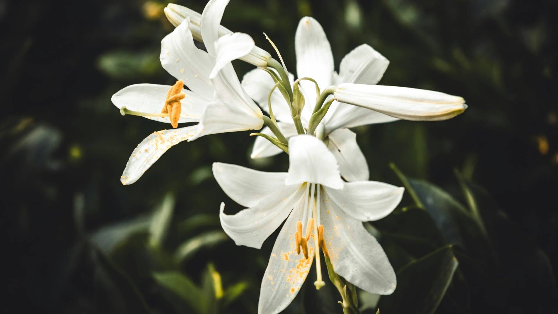 Lily - NamoMonk