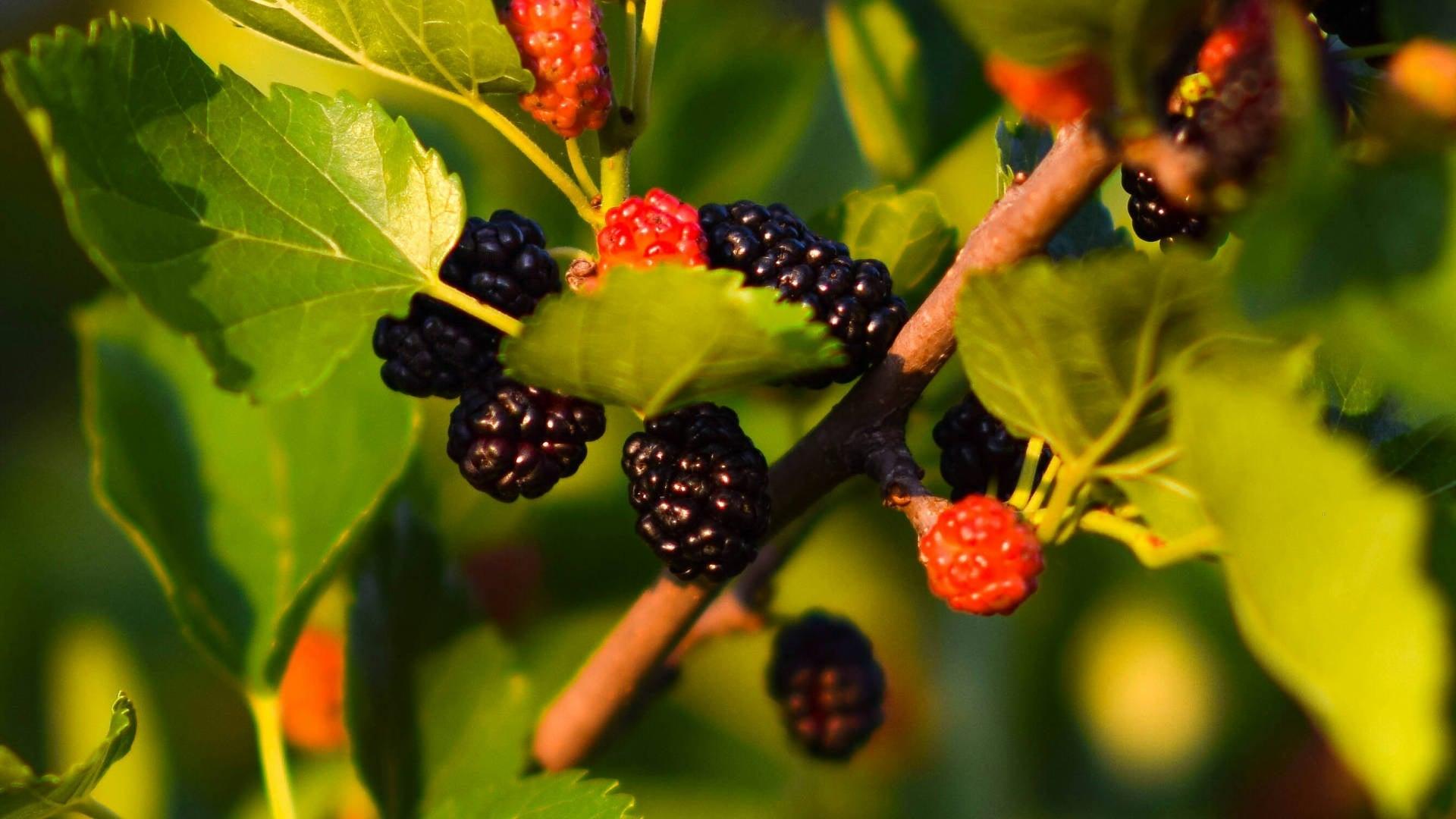 Mulberry - NamoMonk