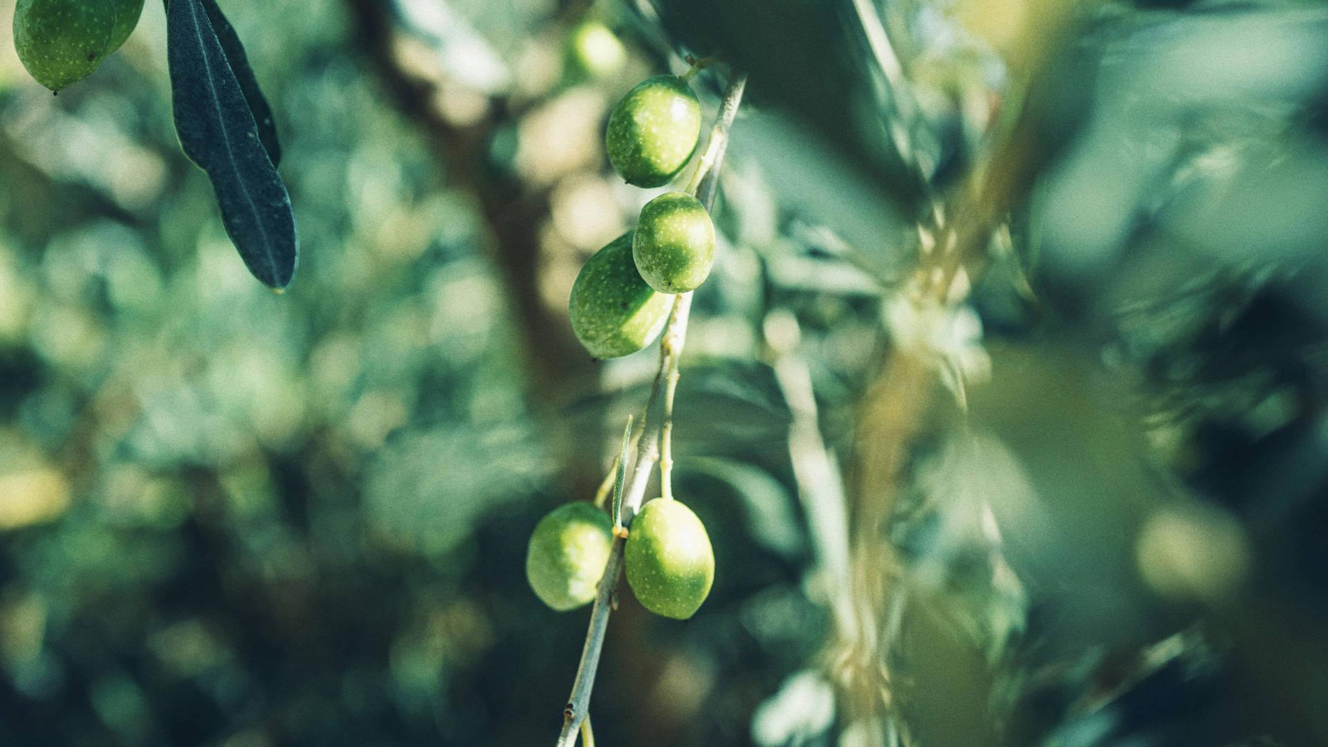 Olive - NamoMonk