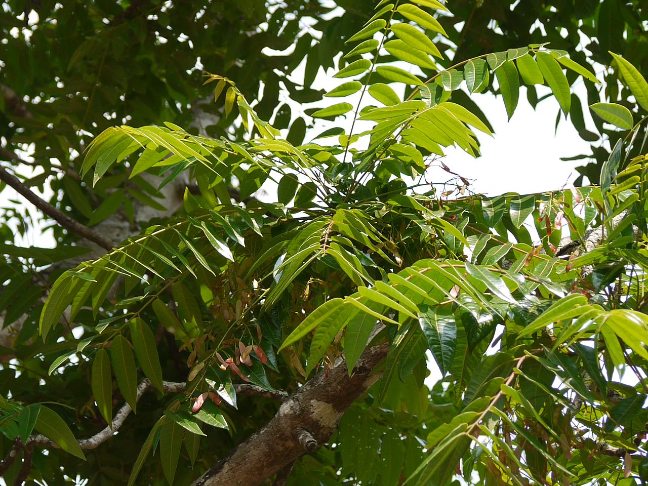 A tall evergreen tree with a grey trunk and green pinnate leaves. 